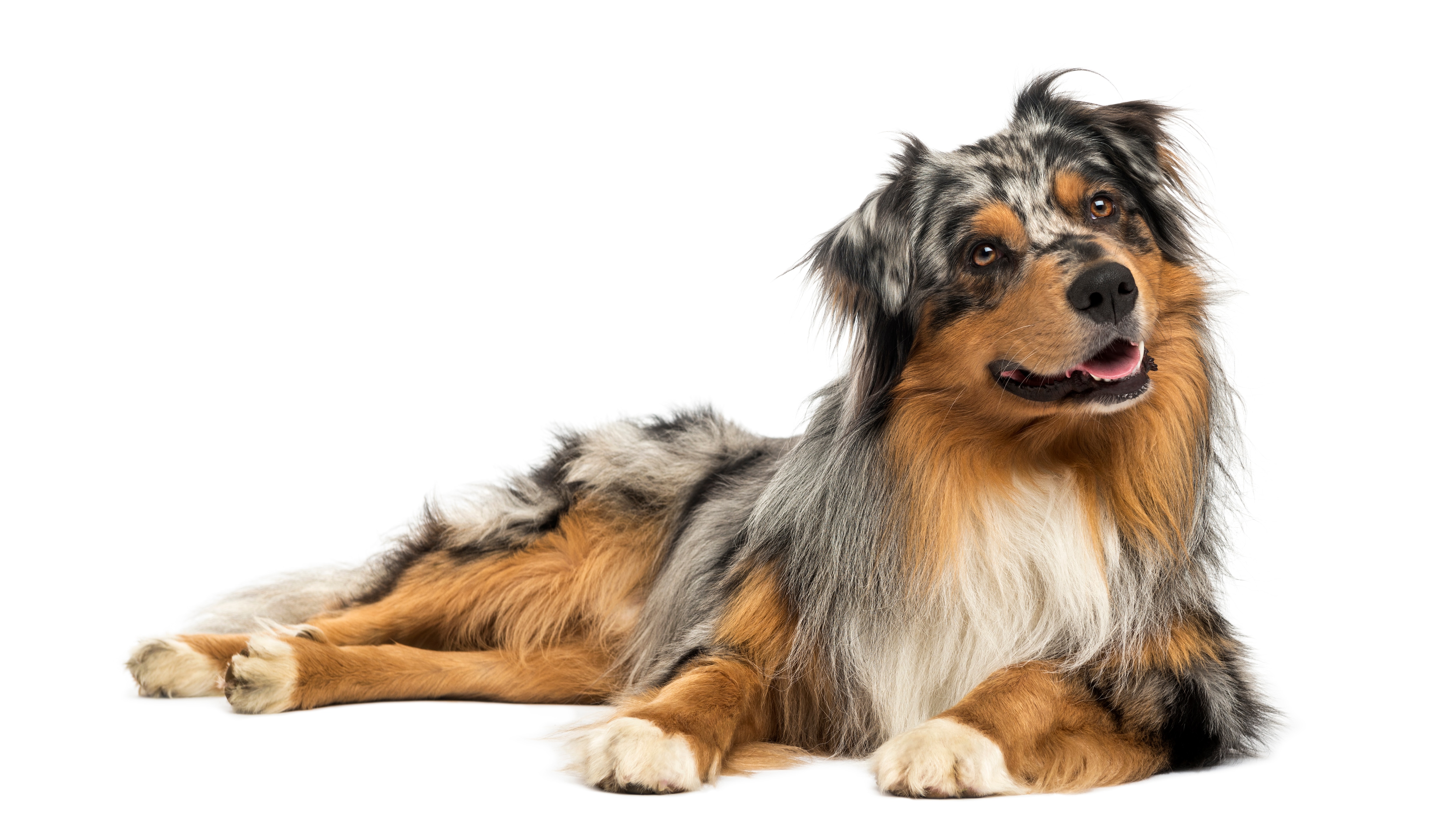 Australian shepherd shops dogs for adoption